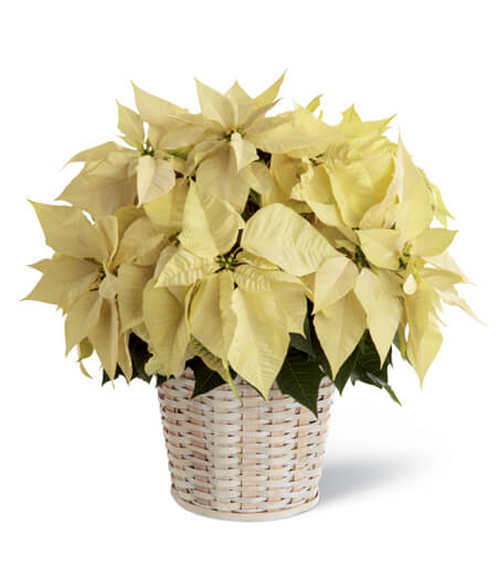 WhitePoinsettia Basket (Large)