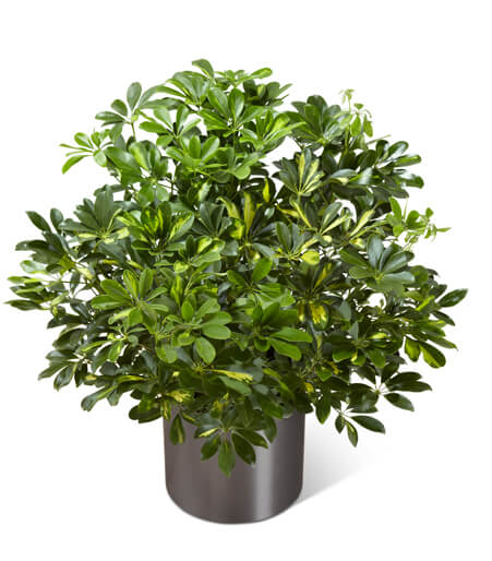 The Schefflera Arboricola