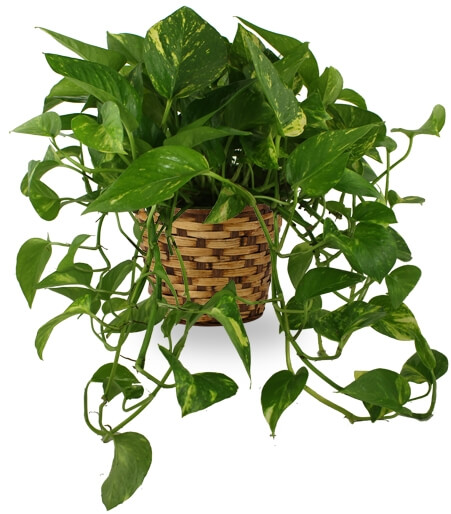 Enduring Spirit Pothos Basket