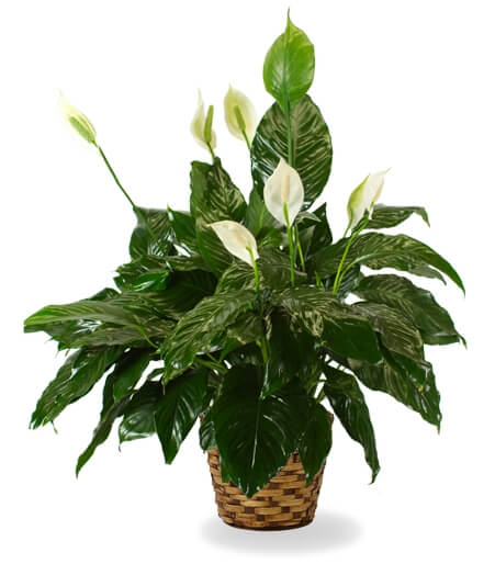 Buy the The Peace Lily arrangement