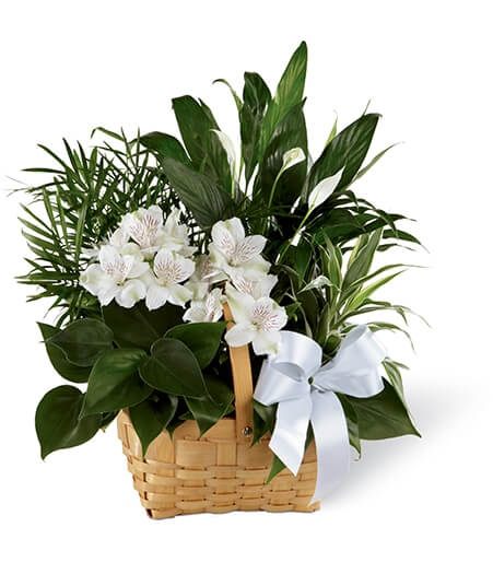 Buy the Peace & Serenity Dishgarden arrangement