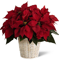 Red Poinsettia Basket (Small)