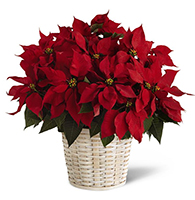 Red Poinsettia Basket (Large)