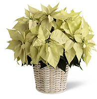 WhitePoinsettia Basket (Large)