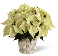 WhitePoinsettia Basket (Small)